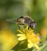 Eristalis arbustorum